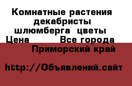 Комнатные растения, декабристы (шлюмберга) цветы › Цена ­ 300 - Все города  »    . Приморский край